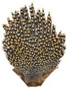 Jungle Cock Capes